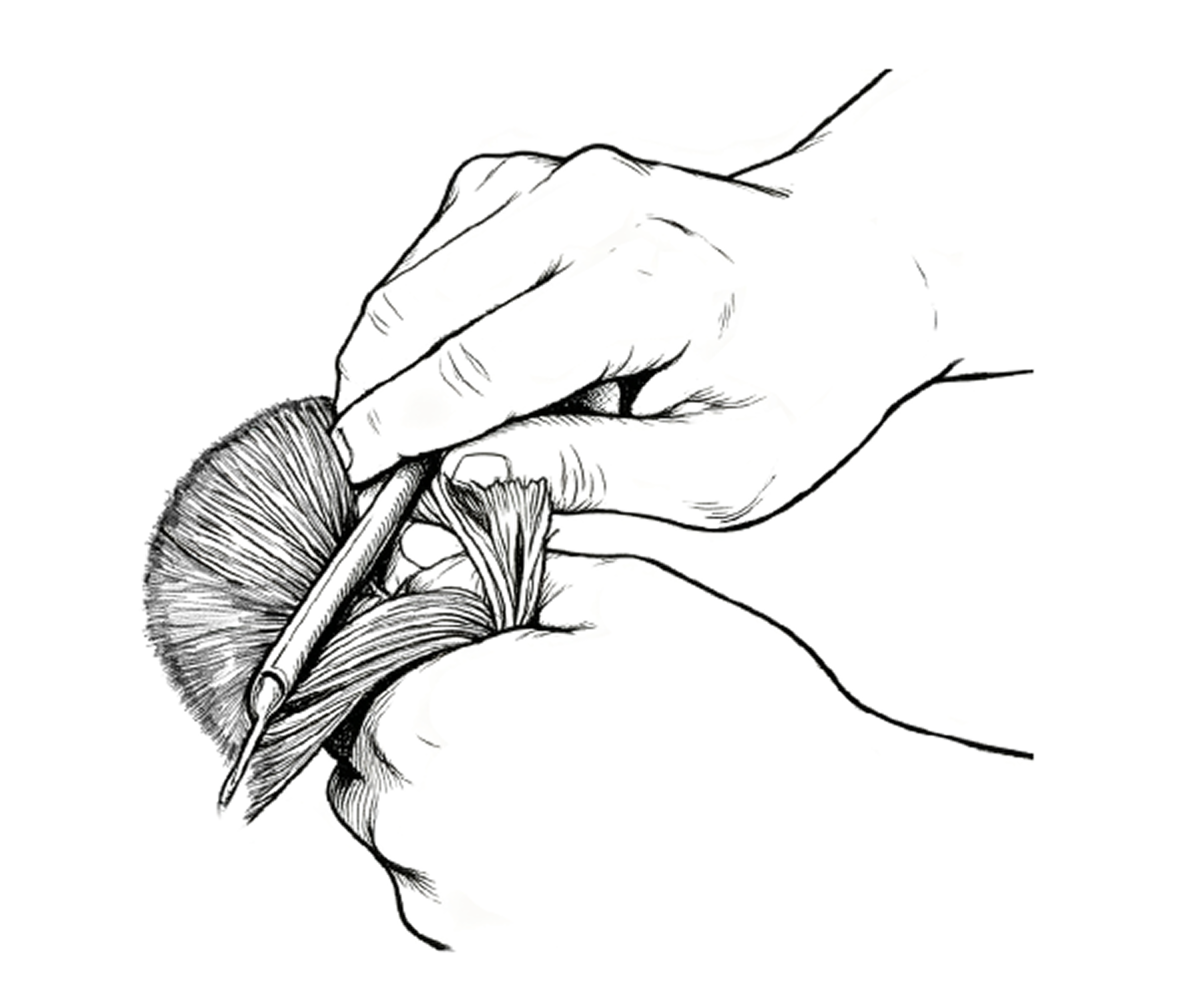 تمشيط الشعر
